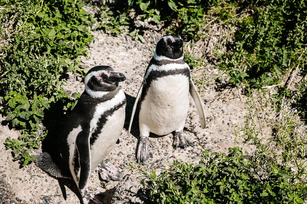 Puerto Madryn, gelegen aan de oostkust van Argentinië en één van de beste plekken ter wereld om walvissen, pinguïns, orka’s en zeeleeuwen te observeren.