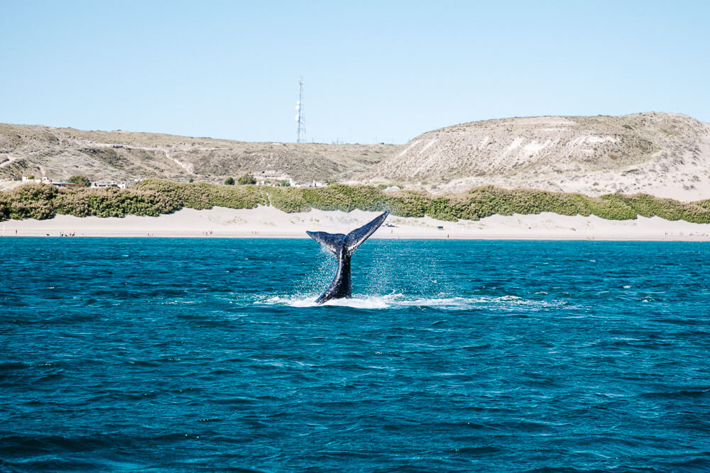 Puerto Madryn, gelegen aan de oostkust van Argentinië en één van de beste plekken ter wereld om walvissen, pinguïns, orka’s en zeeleeuwen te observeren.
