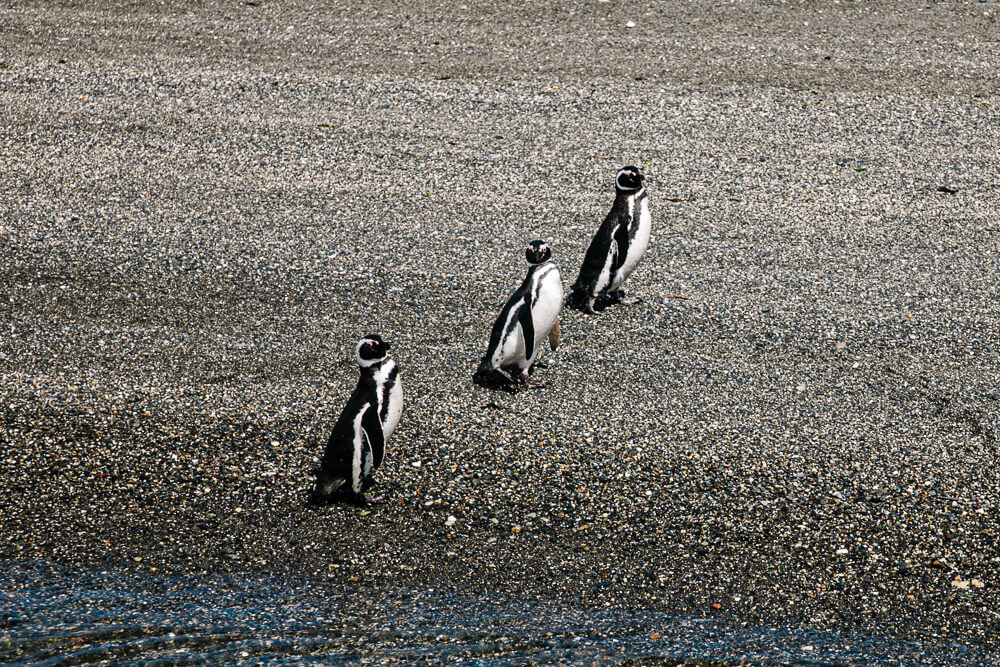 Een boottochtje van 15 minuten brengt je naar Martillo Island. Op het eiland wandel je onder begeleiding van een lokale gids langs verschillende pinguïnkolonies, die in de zomermaanden op het eiland zijn.